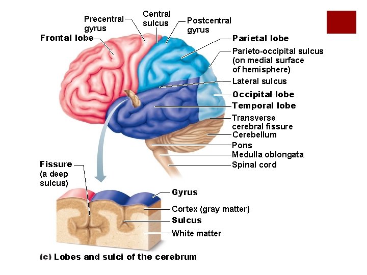 Precentral gyrus Frontal lobe Central sulcus Postcentral gyrus Parietal lobe Parieto-occipital sulcus (on medial