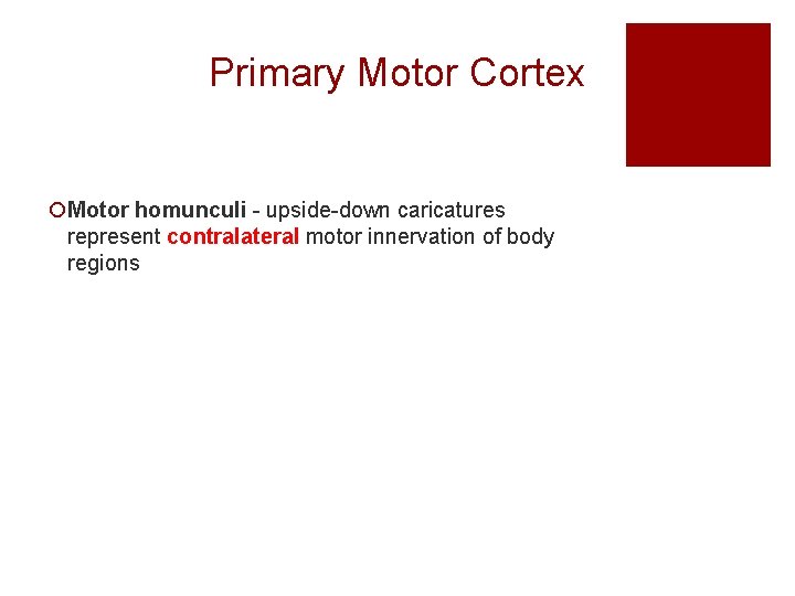 Primary Motor Cortex ¡Motor homunculi - upside-down caricatures represent contralateral motor innervation of body