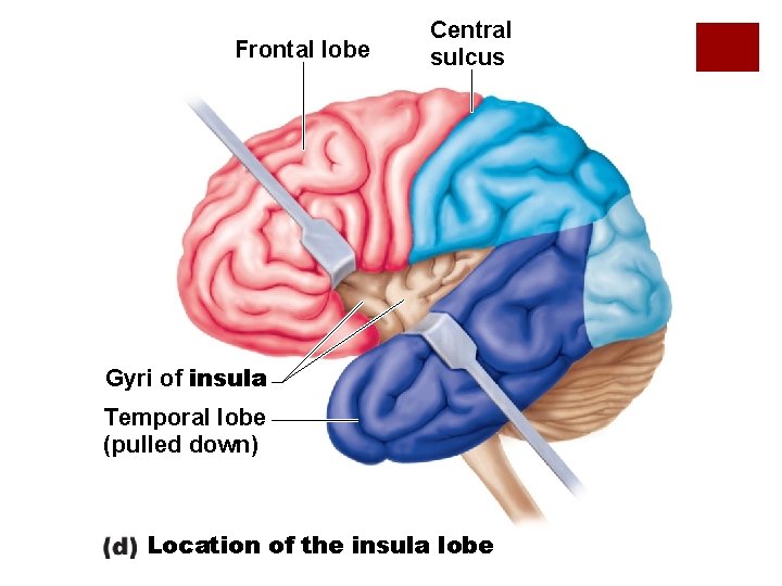 Frontal lobe Central sulcus Gyri of insula Temporal lobe (pulled down) Location of the