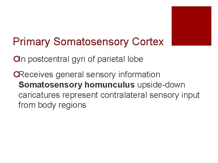 Primary Somatosensory Cortex ¡In postcentral gyri of parietal lobe ¡Receives general sensory information Somatosensory