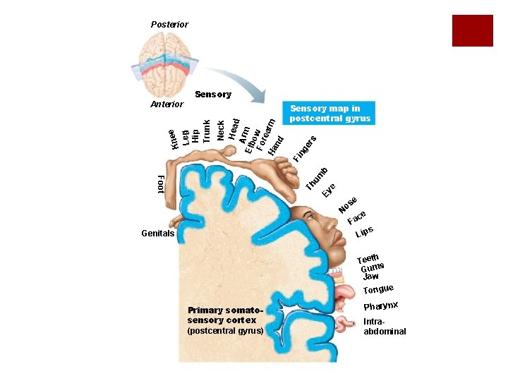 Posterior rs Sensory map in postcentral gyrus Th Foot um b Fi ng e