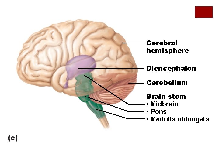 Cerebral hemisphere Diencephalon Cerebellum Brain stem • Midbrain • Pons • Medulla oblongata 