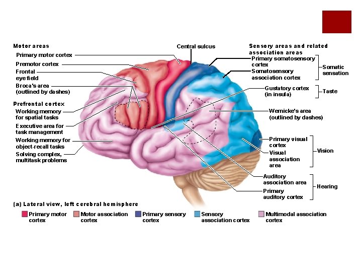 Motor areas Central sulcus Primary motor cortex Premotor cortex Frontal eye field Broca's area