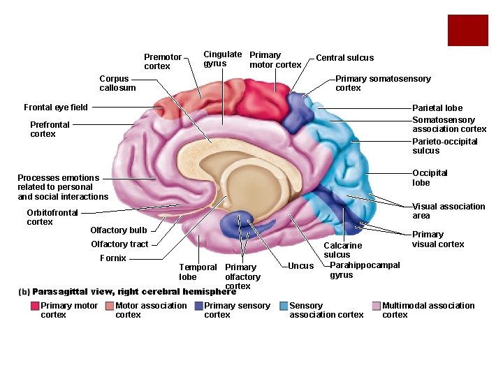 Premotor cortex Cingulate Primary gyrus motor cortex Corpus callosum Central sulcus Primary somatosensory cortex