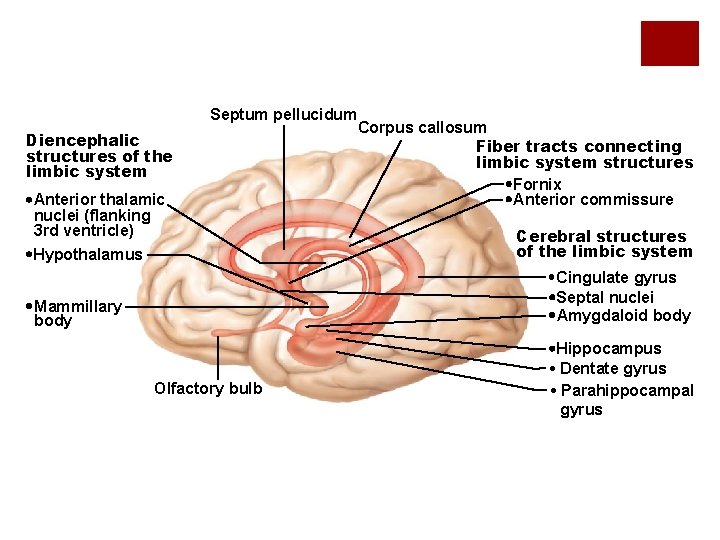 Septum pellucidum Diencephalic structures of the limbic system Anterior thalamic nuclei (flanking 3 rd