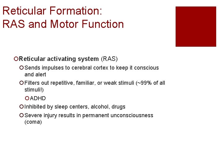 Reticular Formation: RAS and Motor Function ¡Reticular activating system (RAS) ¡ Sends impulses to