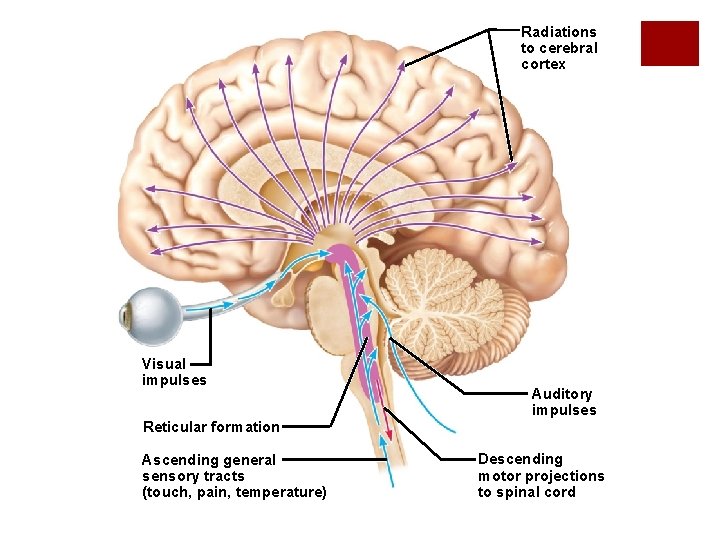 Radiations to cerebral cortex Visual impulses Auditory impulses Reticular formation Ascending general sensory tracts