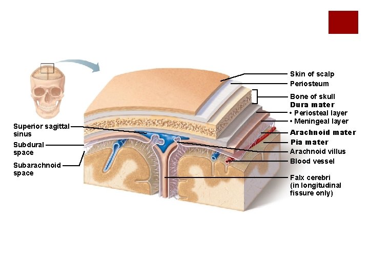 Skin of scalp Periosteum Superior sagittal sinus Subdural space Subarachnoid space Bone of skull