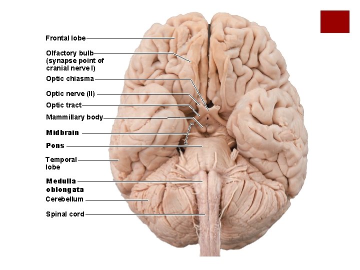 Frontal lobe Olfactory bulb (synapse point of cranial nerve I) Optic chiasma Optic nerve