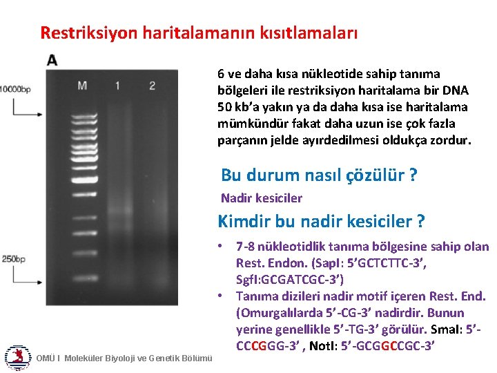 Restriksiyon haritalamanın kısıtlamaları 6 ve daha kısa nükleotide sahip tanıma bölgeleri ile restriksiyon haritalama