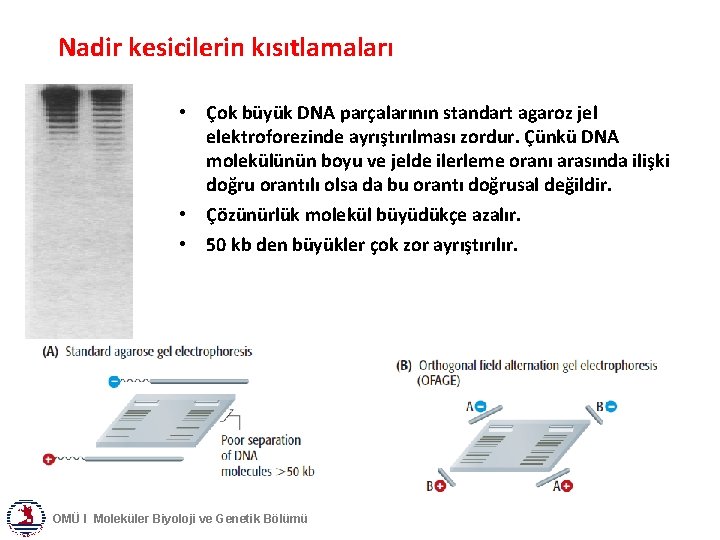 Nadir kesicilerin kısıtlamaları • Çok büyük DNA parçalarının standart agaroz jel elektroforezinde ayrıştırılması zordur.