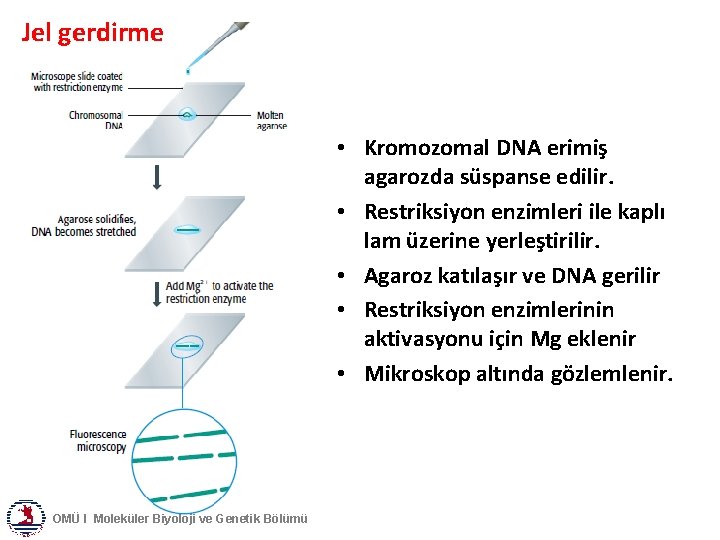 Jel gerdirme • Kromozomal DNA erimiş agarozda süspanse edilir. • Restriksiyon enzimleri ile kaplı