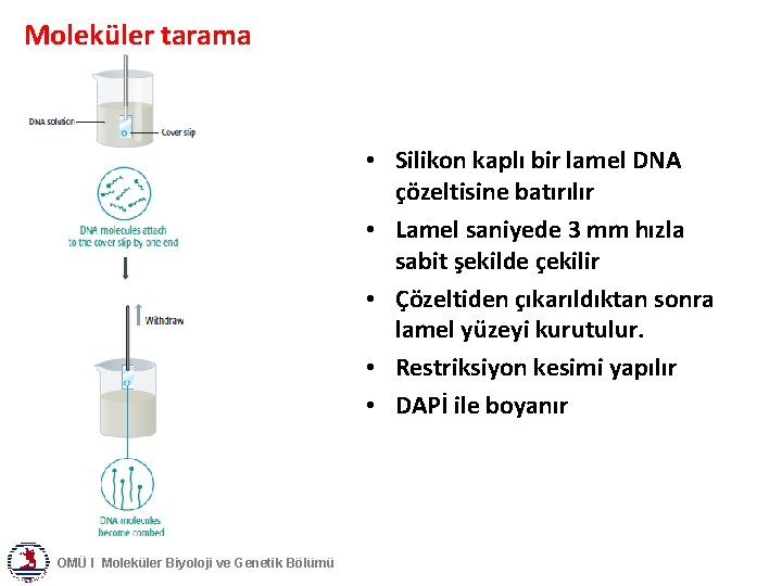 Moleküler tarama • Silikon kaplı bir lamel DNA çözeltisine batırılır • Lamel saniyede 3