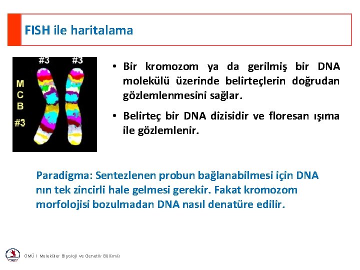 FISH ile haritalama • Bir kromozom ya da gerilmiş bir DNA molekülü üzerinde belirteçlerin