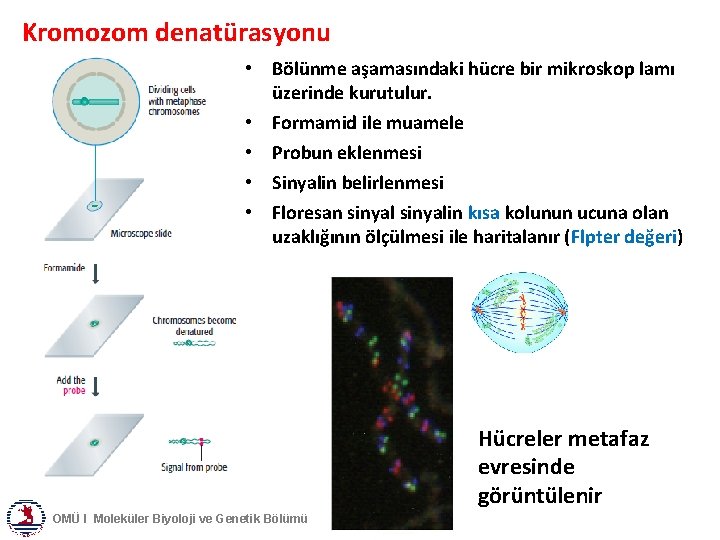 Kromozom denatürasyonu • Bölünme aşamasındaki hücre bir mikroskop lamı üzerinde kurutulur. • Formamid ile