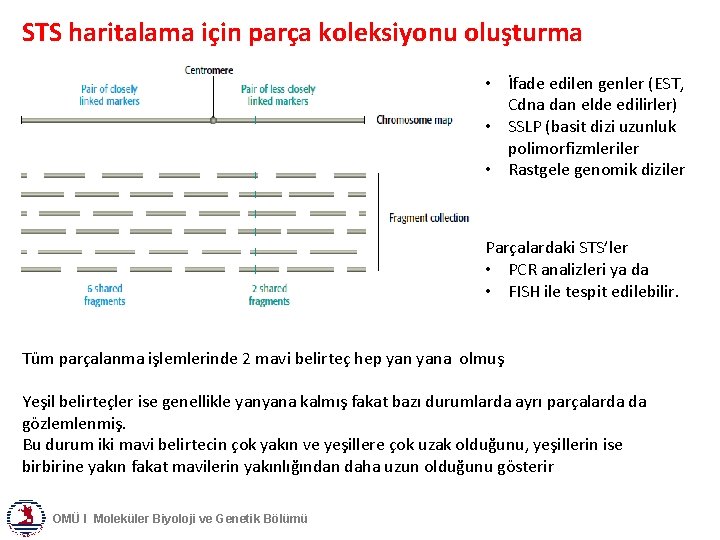 STS haritalama için parça koleksiyonu oluşturma • İfade edilen genler (EST, Cdna dan elde