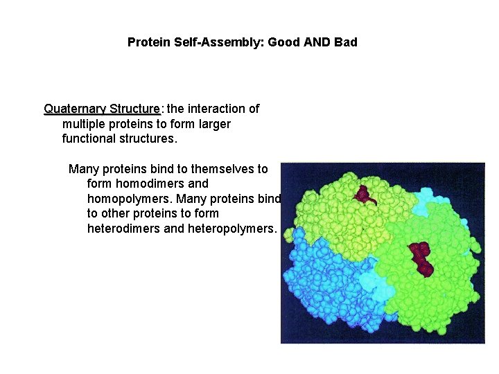 Protein Self-Assembly: Good AND Bad Quaternary Structure: Structure the interaction of multiple proteins to