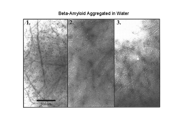Beta-Amyloid Aggregated in Water 500 nm 