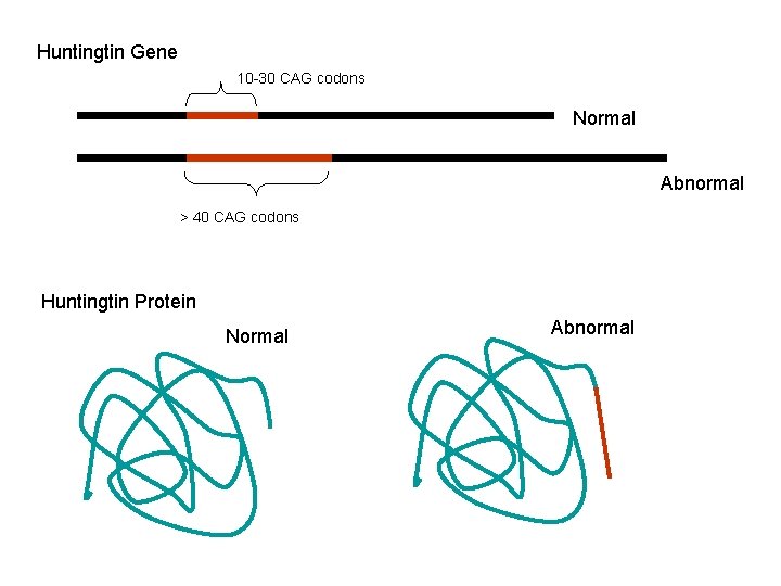 Huntingtin Gene 10 -30 CAG codons Normal Abnormal > 40 CAG codons Huntingtin Protein