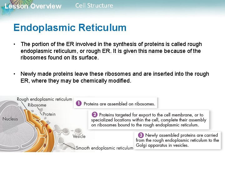 Lesson Overview Cell Structure Endoplasmic Reticulum • The portion of the ER involved in