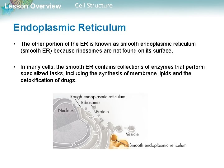 Lesson Overview Cell Structure Endoplasmic Reticulum • The other portion of the ER is