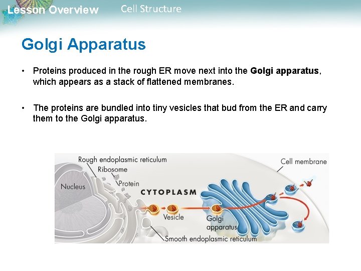 Lesson Overview Cell Structure Golgi Apparatus • Proteins produced in the rough ER move