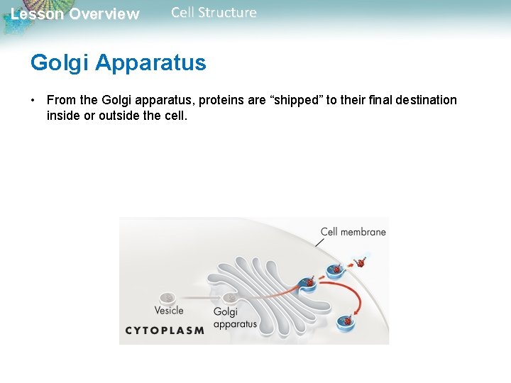 Lesson Overview Cell Structure Golgi Apparatus • From the Golgi apparatus, proteins are “shipped”