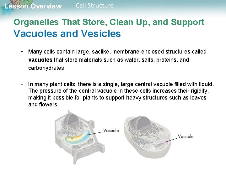Lesson Overview Cell Structure Organelles That Store, Clean Up, and Support Vacuoles and Vesicles