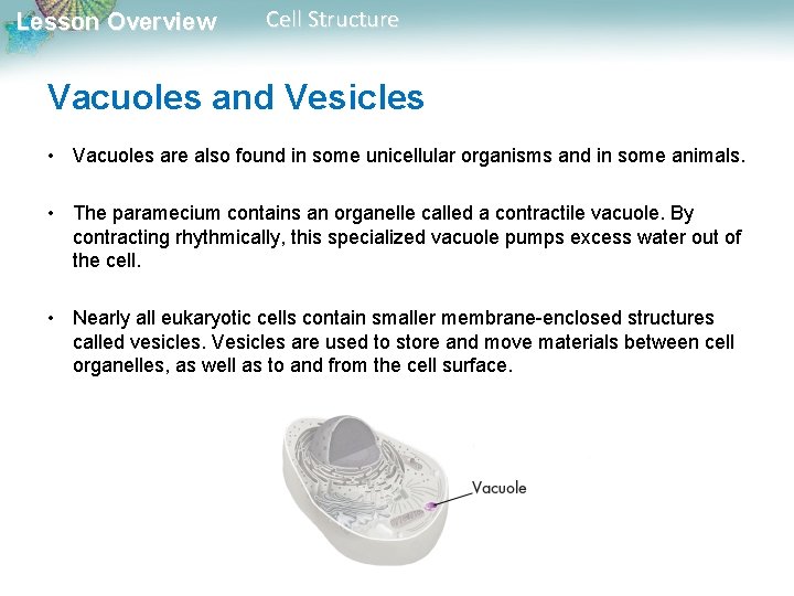 Lesson Overview Cell Structure Vacuoles and Vesicles • Vacuoles are also found in some