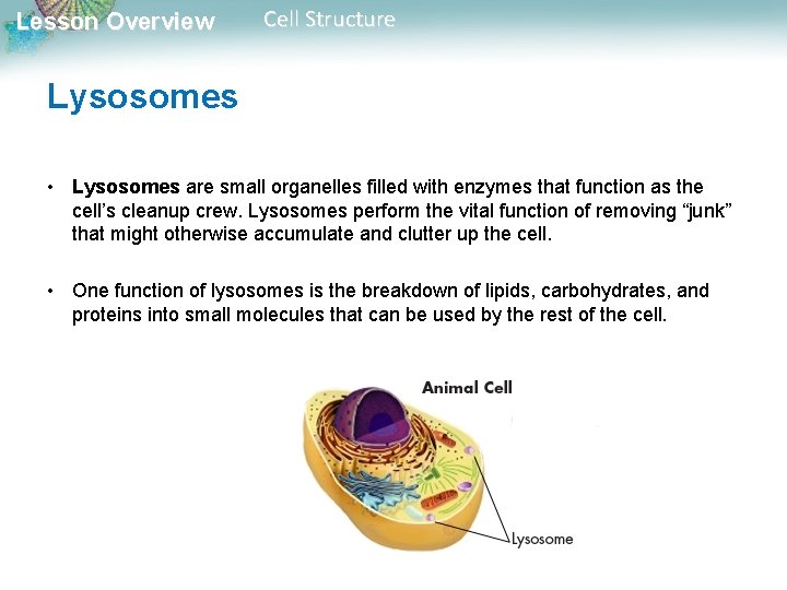 Lesson Overview Cell Structure Lysosomes • Lysosomes are small organelles filled with enzymes that