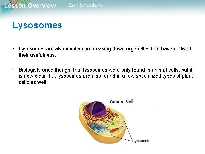 Lesson Overview Cell Structure Lysosomes • Lysosomes are also involved in breaking down organelles
