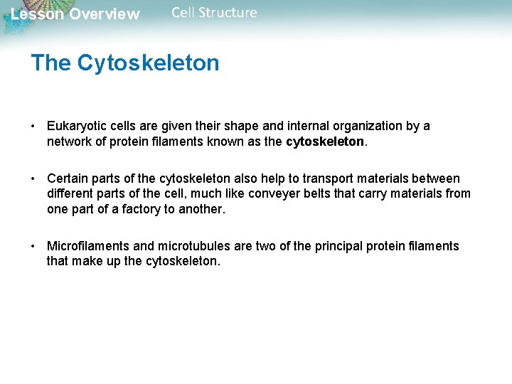 Lesson Overview Cell Structure The Cytoskeleton • Eukaryotic cells are given their shape and