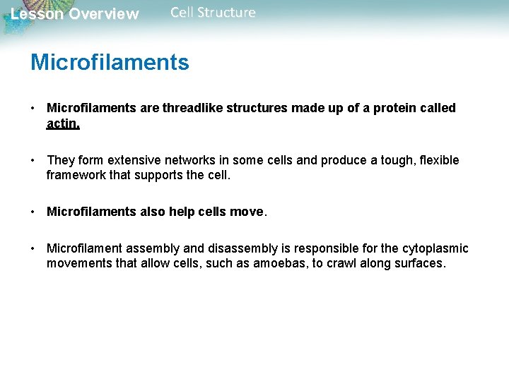 Lesson Overview Cell Structure Microfilaments • Microfilaments are threadlike structures made up of a