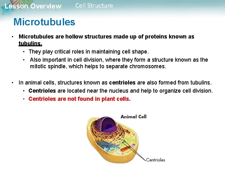 Lesson Overview Cell Structure Microtubules • Microtubules are hollow structures made up of proteins