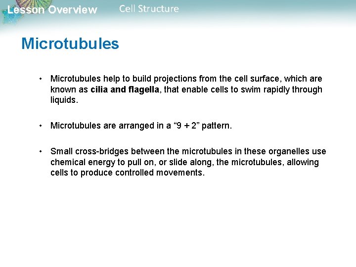 Lesson Overview Cell Structure Microtubules • Microtubules help to build projections from the cell