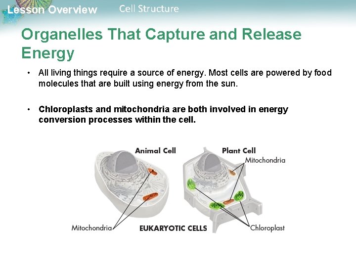 Lesson Overview Cell Structure Organelles That Capture and Release Energy • All living things