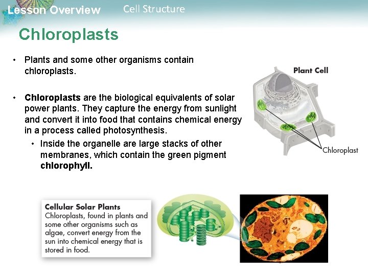 Lesson Overview Cell Structure Chloroplasts • Plants and some other organisms contain chloroplasts. •