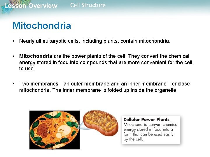 Lesson Overview Cell Structure Mitochondria • Nearly all eukaryotic cells, including plants, contain mitochondria.