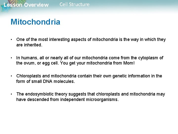 Lesson Overview Cell Structure Mitochondria • One of the most interesting aspects of mitochondria