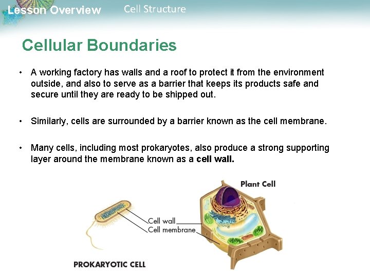 Lesson Overview Cell Structure Cellular Boundaries • A working factory has walls and a