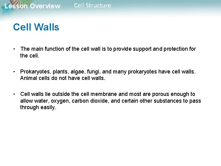 Lesson Overview Cell Structure Cell Walls • The main function of the cell wall