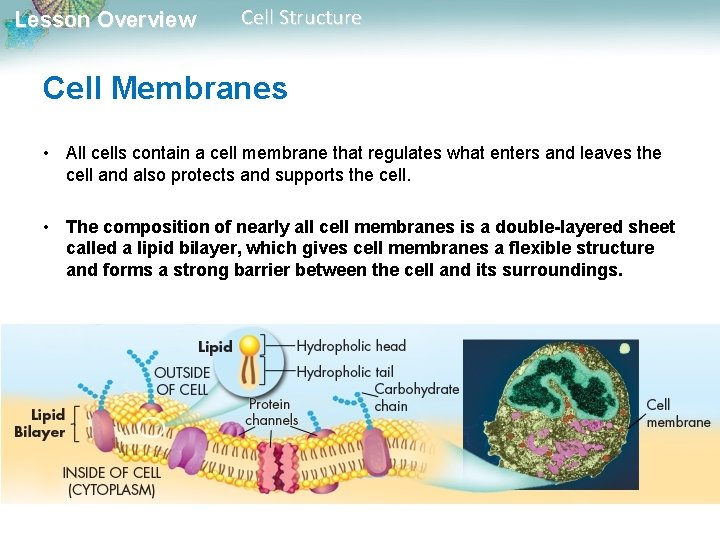Lesson Overview Cell Structure Cell Membranes • All cells contain a cell membrane that
