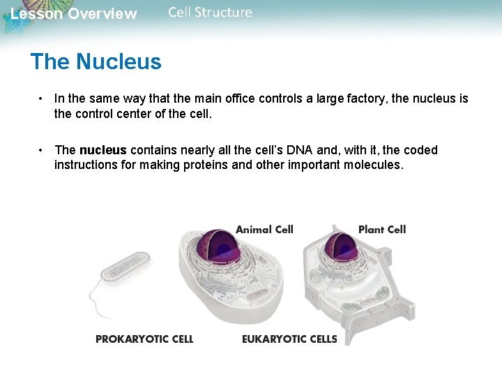 Lesson Overview Cell Structure The Nucleus • In the same way that the main