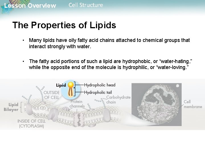 Lesson Overview Cell Structure The Properties of Lipids • Many lipids have oily fatty