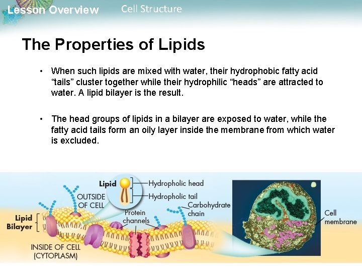 Lesson Overview Cell Structure The Properties of Lipids • When such lipids are mixed