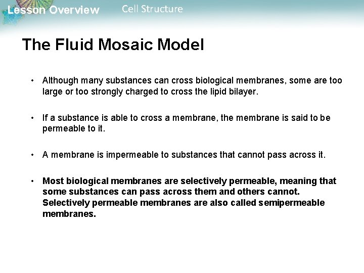 Lesson Overview Cell Structure The Fluid Mosaic Model • Although many substances can cross