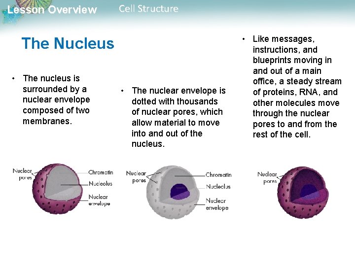 Lesson Overview Cell Structure The Nucleus • The nucleus is surrounded by a nuclear