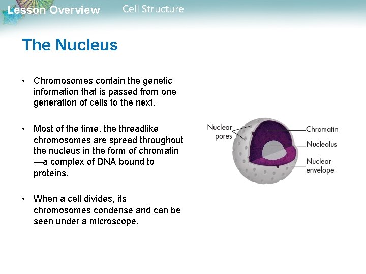 Lesson Overview Cell Structure The Nucleus • Chromosomes contain the genetic information that is