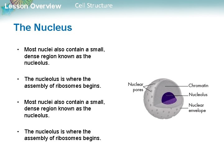 Lesson Overview Cell Structure The Nucleus • Most nuclei also contain a small, dense