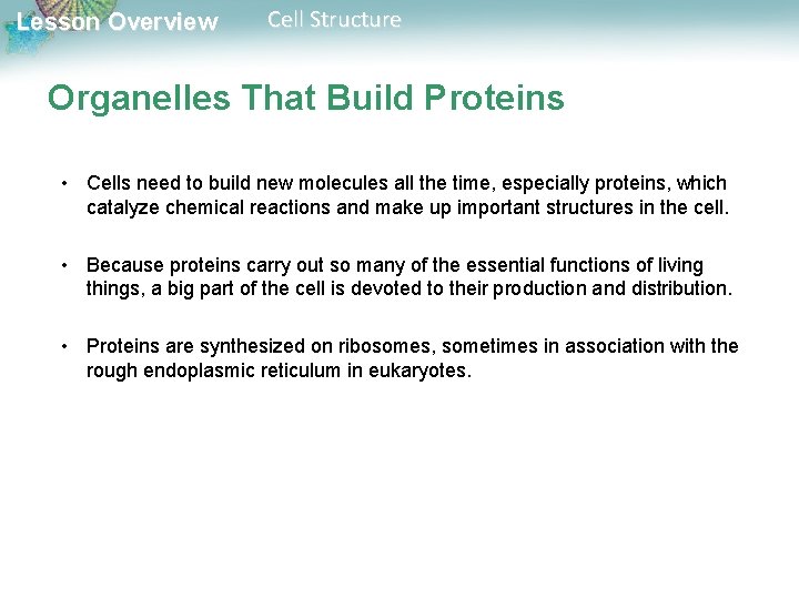 Lesson Overview Cell Structure Organelles That Build Proteins • Cells need to build new